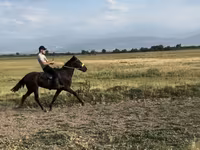 گھوڑا, French Trotter — تصویر 3