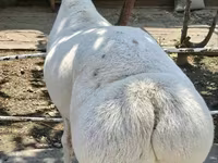 مینڈھا, بھیڑیں — تصویر 2