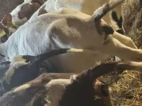 سانڈ, Simmental cattle — تصویر 5