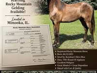گھوڑا, Rocky Mountain Horse — تصویر 1