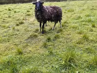 بھیڑ, Katum sheep — تصویر 6