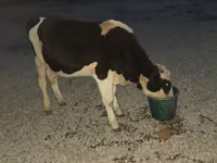 سانڈ, Swiss cattle — تصویر 2