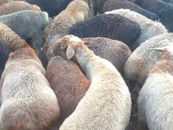 مینڈھا, Edilbay sheep
