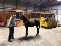 گھوڑا, Rocky Mountain Horse — تصویر 6