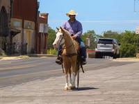 گھوڑا, Palomino — تصویر 8