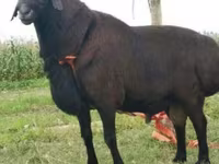 مینڈھا, Rhon sheep — تصویر 5