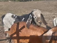 بکرا, Nubian Goat — تصویر 1