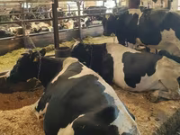 گائے, Swiss cattle — تصویر 3