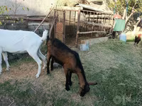 بکری, Saanen goat — تصویر 5