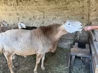 مینڈھا, Hissar sheep — تصویر 2
