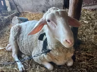 مینڈھا, Awassi sheep — تصویر 1