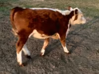 سانڈ, Swiss cattle — تصویر 1