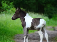 گھوڑا, American shetland pony — تصویر 3