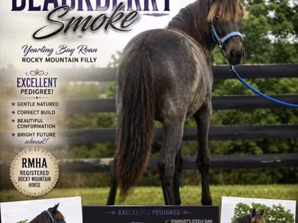 گھوڑی, Rocky Mountain Horse