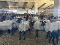 بھیڑ, Romanov sheep — تصویر 1