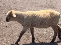مینڈھا, Hampshire sheep — تصویر 7