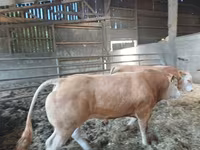 سانڈ, Blonde d’Aquitane cattle — تصویر 2