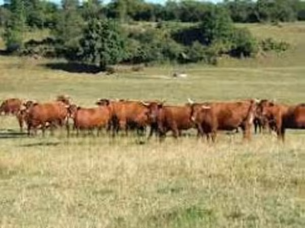 گائے, Salers cattle
