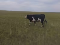سانڈ, Russian Black pied cattle — تصویر 3