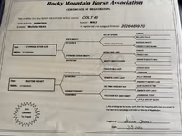 گھوڑا, Rocky Mountain Horse — تصویر 5