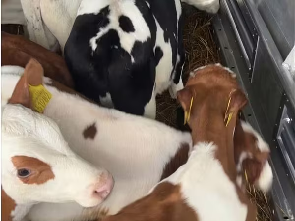 سانڈ, Simmental cattle