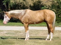 گھوڑا, Palomino — تصویر 1