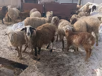بھیڑ, Romanov sheep — تصویر 3