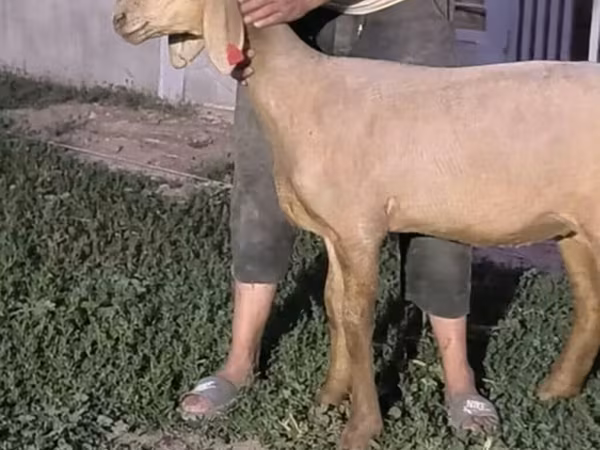 Arashan sheep