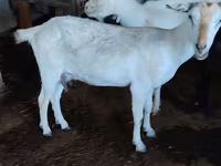 بکری, Saanen goat — تصویر 2