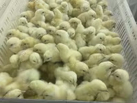 Chickens — تصویر 6