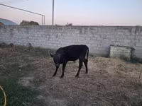 سانڈ, الاطاؤس نسل — تصویر 5