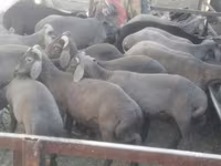 مینڈھا, Arabi sheep — تصویر 1