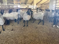 بھیڑ, Romanov sheep — تصویر 2