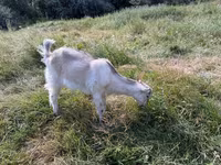 Goat, LaMancha goats — photo 5