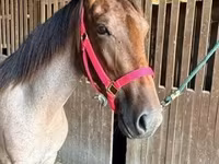 گھوڑی, Rocky Mountain Horse — تصویر 3