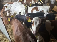 سانڈ, Simmental cattle — تصویر 3