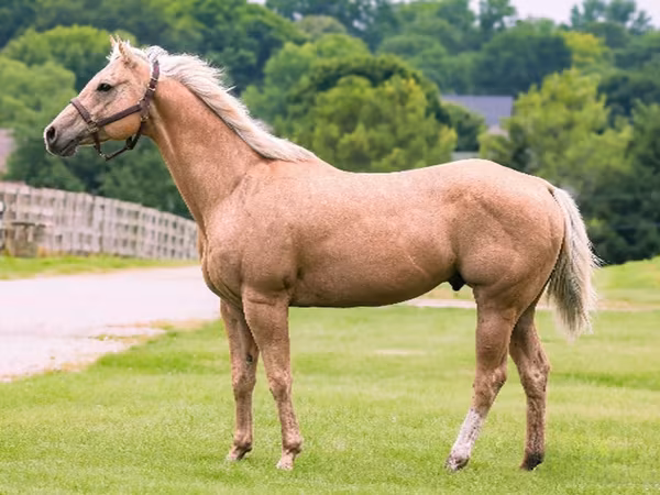 گھوڑا, Quarter Horse