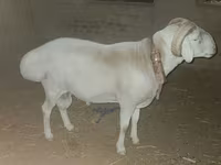 مینڈھا, Rhon sheep — تصویر 1