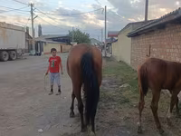گھوڑی, Thoroughbred horse — تصویر 3