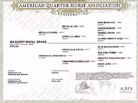 گھوڑی, Quarter Horse — تصویر 4