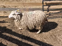 مینڈھا, بھیڑیں — تصویر 7