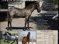 گھوڑی, Rocky Mountain Horse — تصویر 1