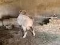 مینڈھا, Rhon sheep — تصویر 8
