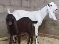 بکری, Kamori goats — تصویر 2