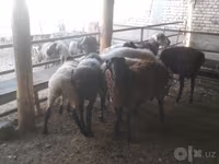 مینڈھا, Arabi sheep — تصویر 5