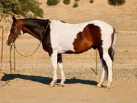 گھوڑا, National Show Horse — تصویر 3