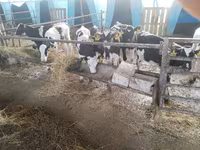 سانڈ, Swiss cattle — تصویر 8