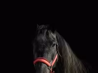 گھوڑی, American shetland pony — تصویر 4
