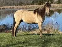 گھوڑا, Rocky Mountain Horse — تصویر 3