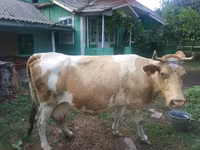 گائے, Simmental cattle — تصویر 1